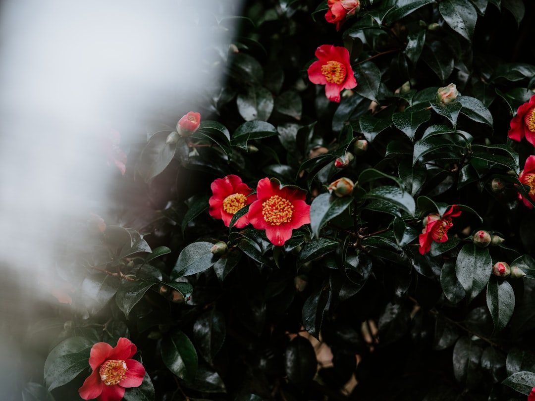 selective focus photography of red camellia flowers