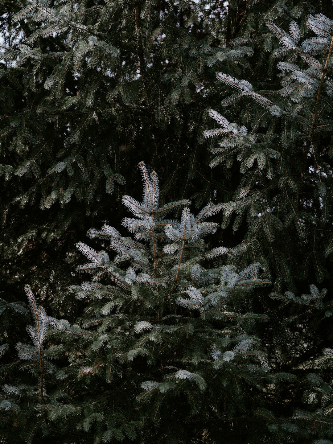 green and gray leaf trees