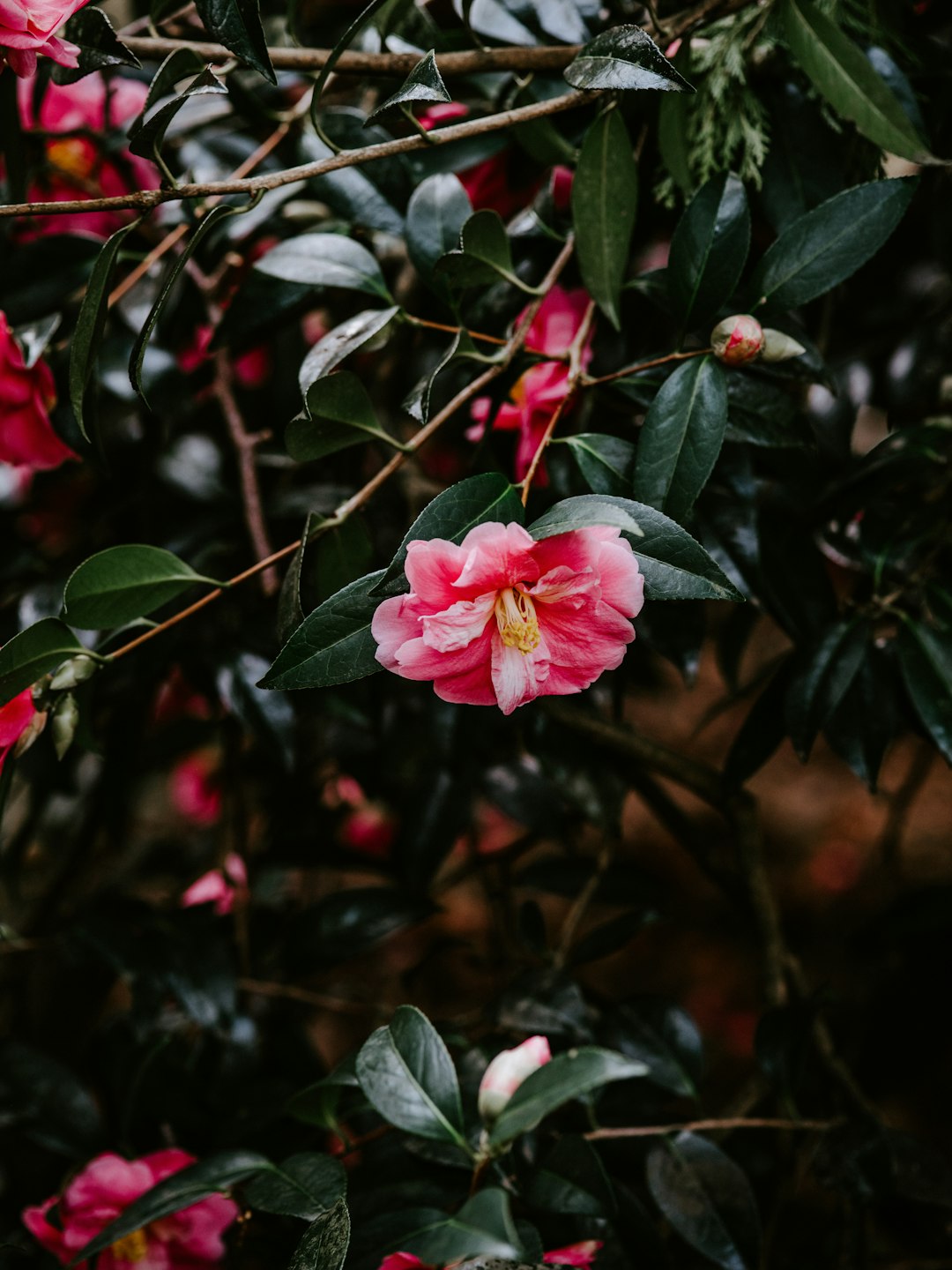 flowering red Gumamela bush