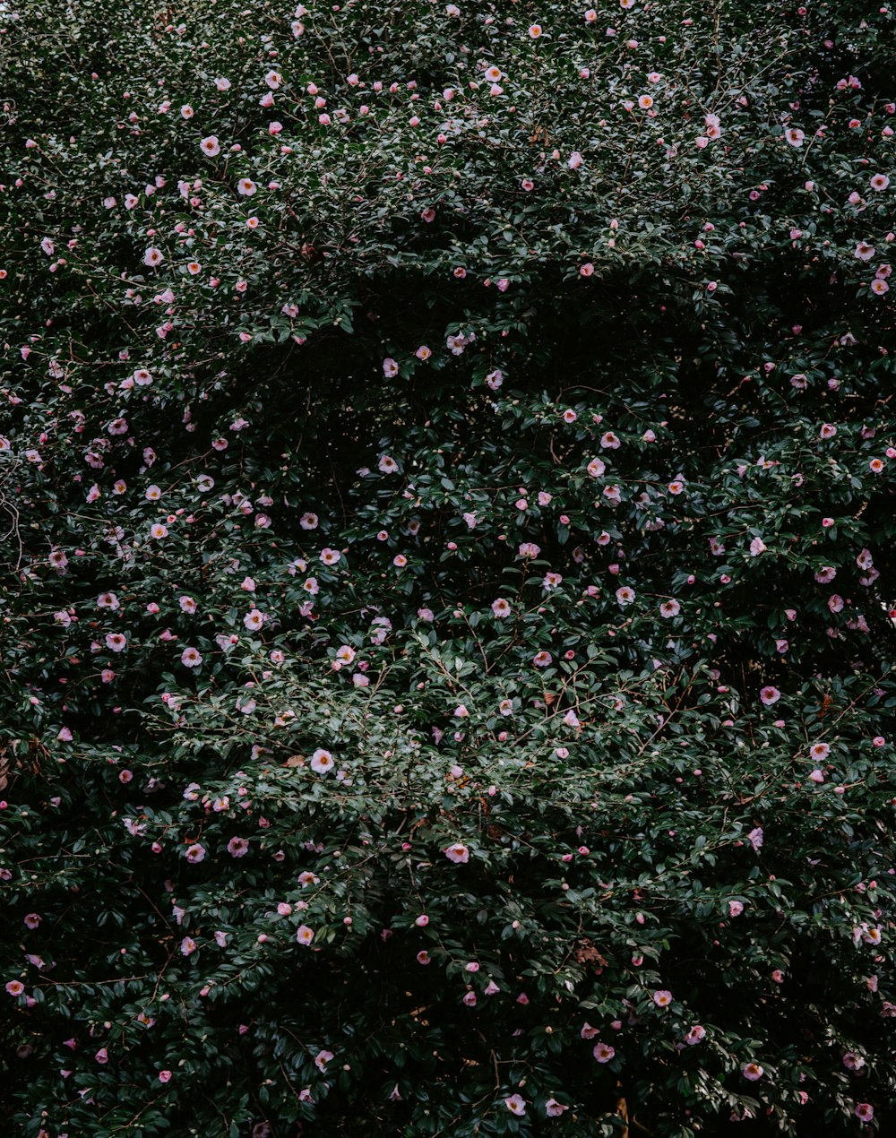 pink-petaled flowers