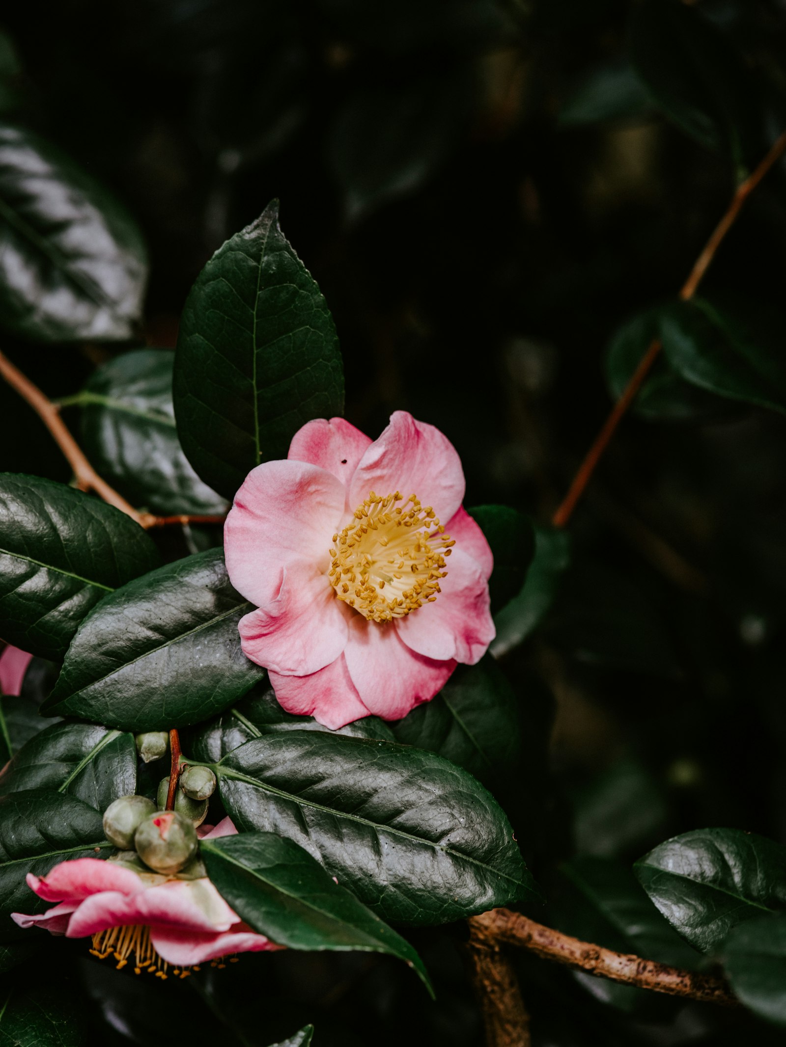 smc PENTAX-FA 645 Macro 120mm F4 sample photo. Pink petaled flower photography