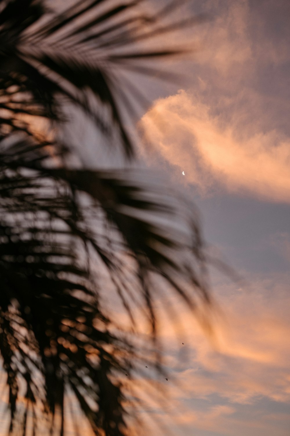 silhouette of palm tree