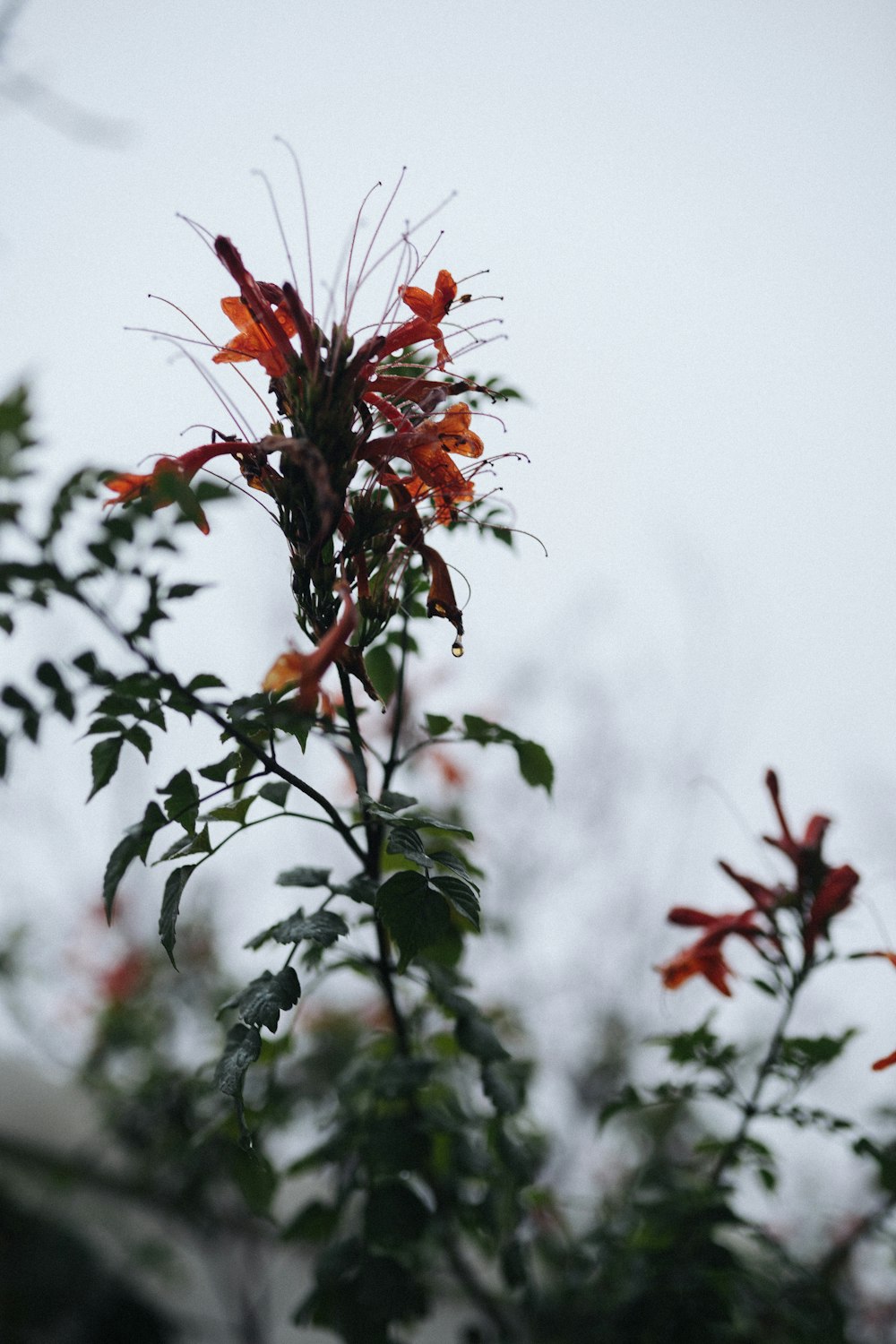 shallow focus photo of orange flowers