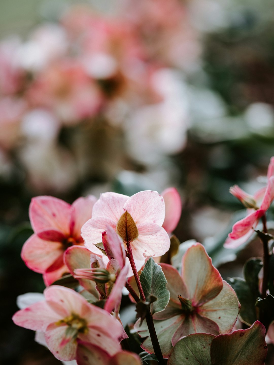 pink petaled flowers