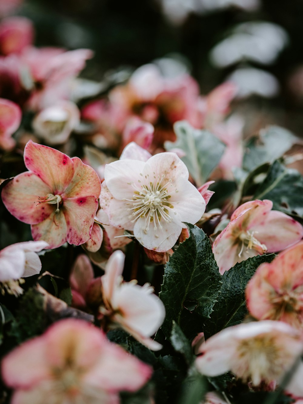 pink-petaled flowers