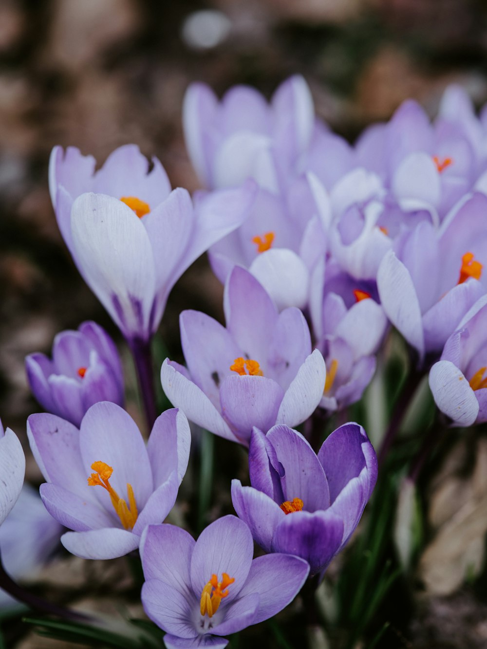 purple petaled flowers in bloom