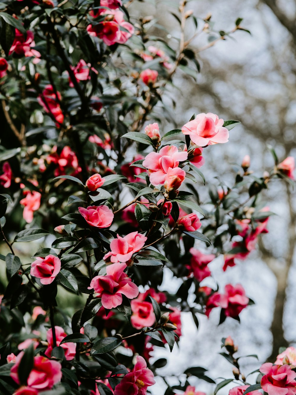 selective focus photography of pink-petaled flowers