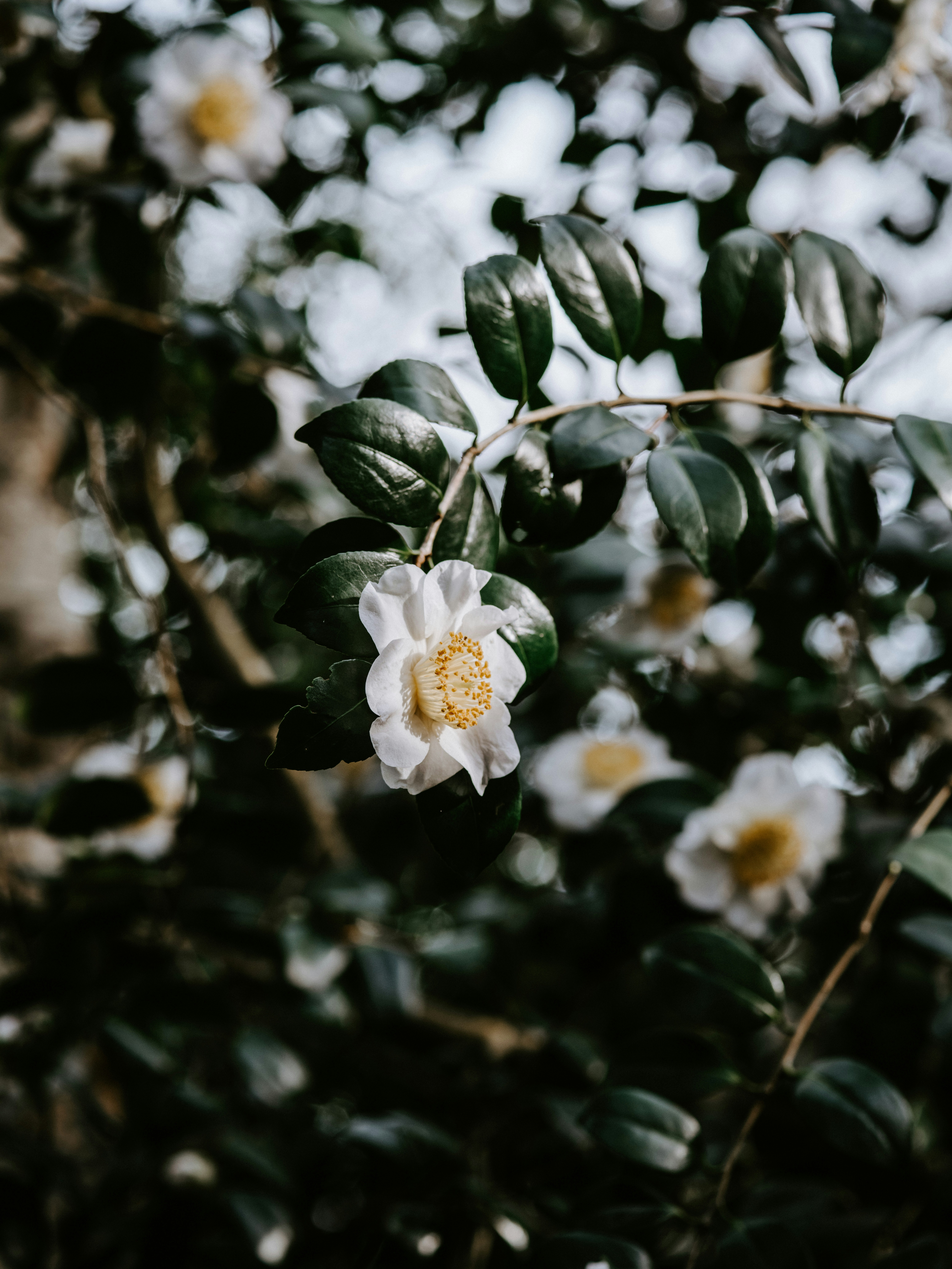 Photo by anniespratt