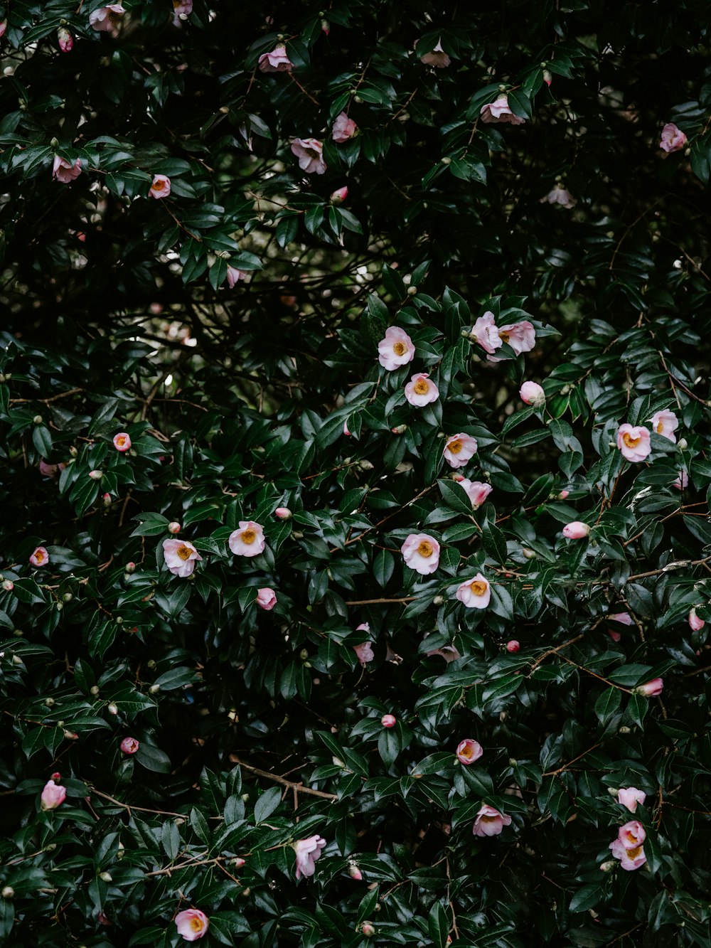 pink-petaled flowers