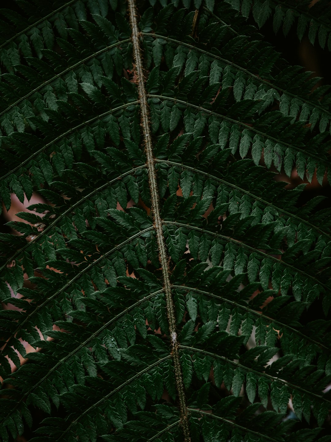 green leafy tree branch