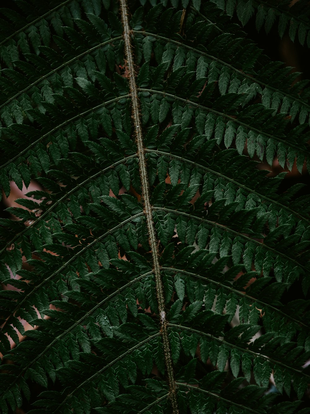 green leafy tree branch