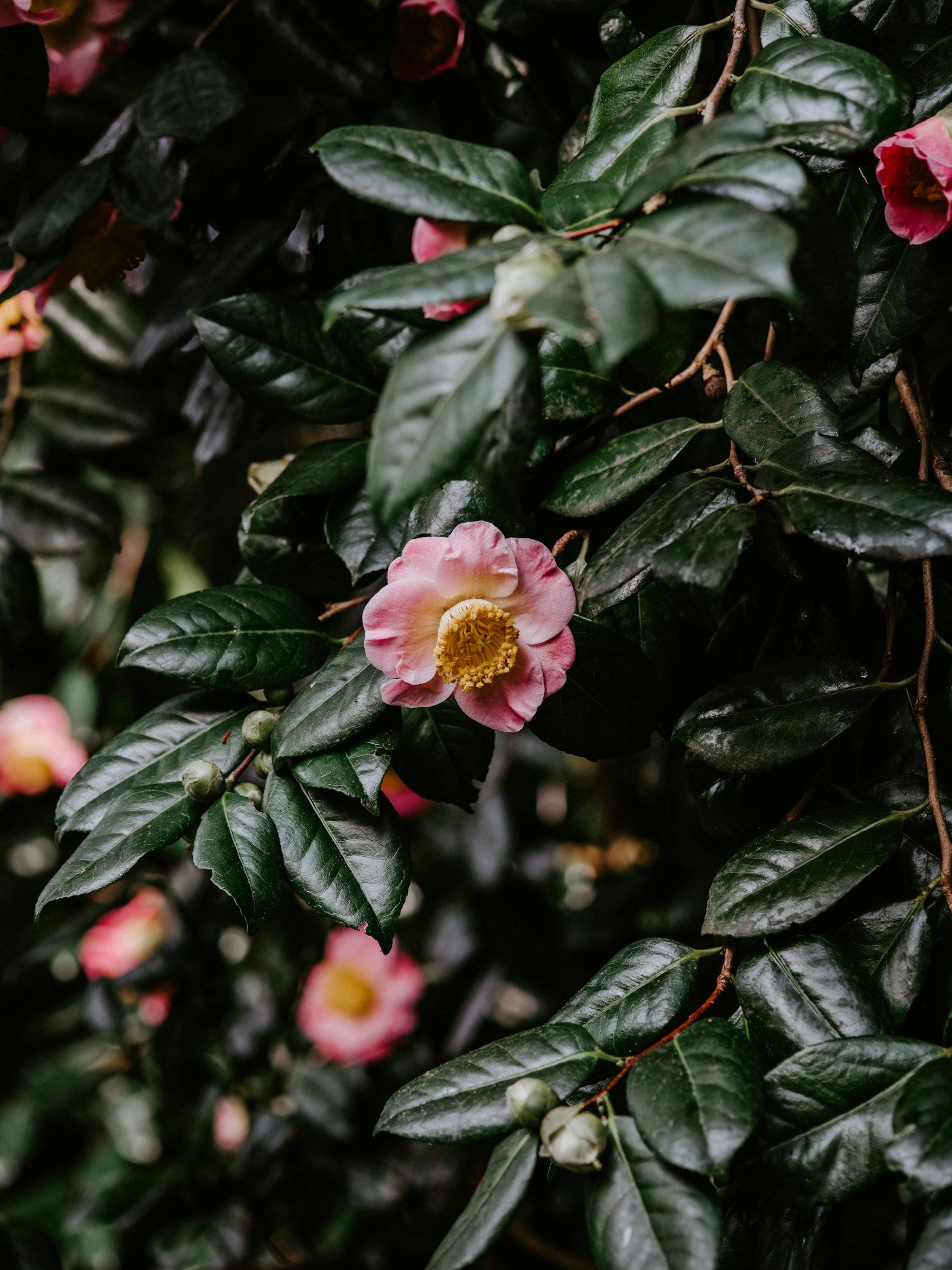 smc PENTAX-FA 645 Macro 120mm F4 sample photo. Pink-petaled flower photography