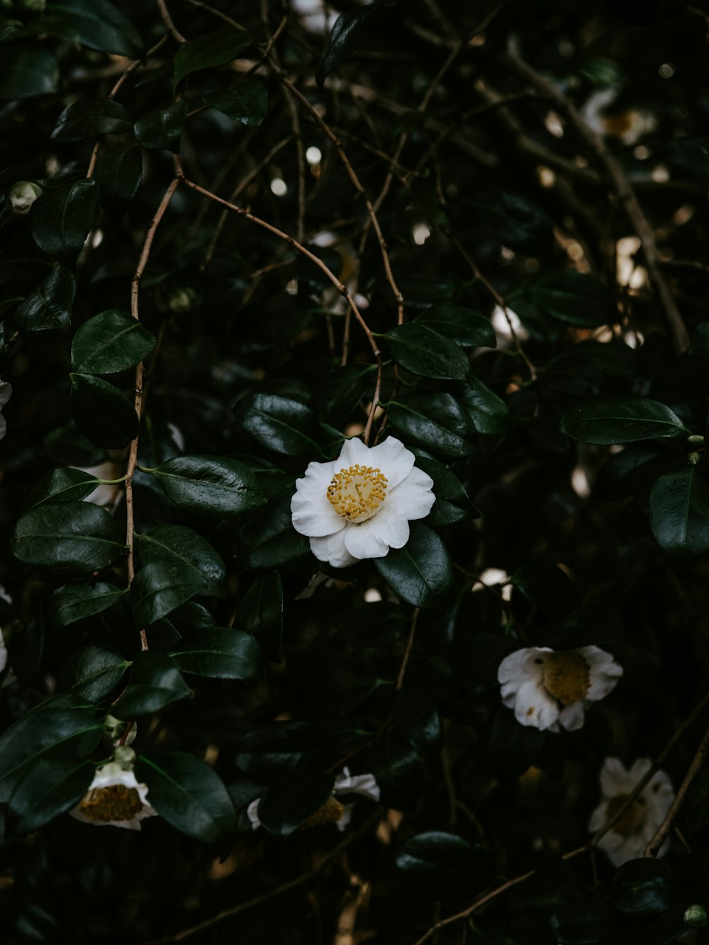 white-petaled flowers