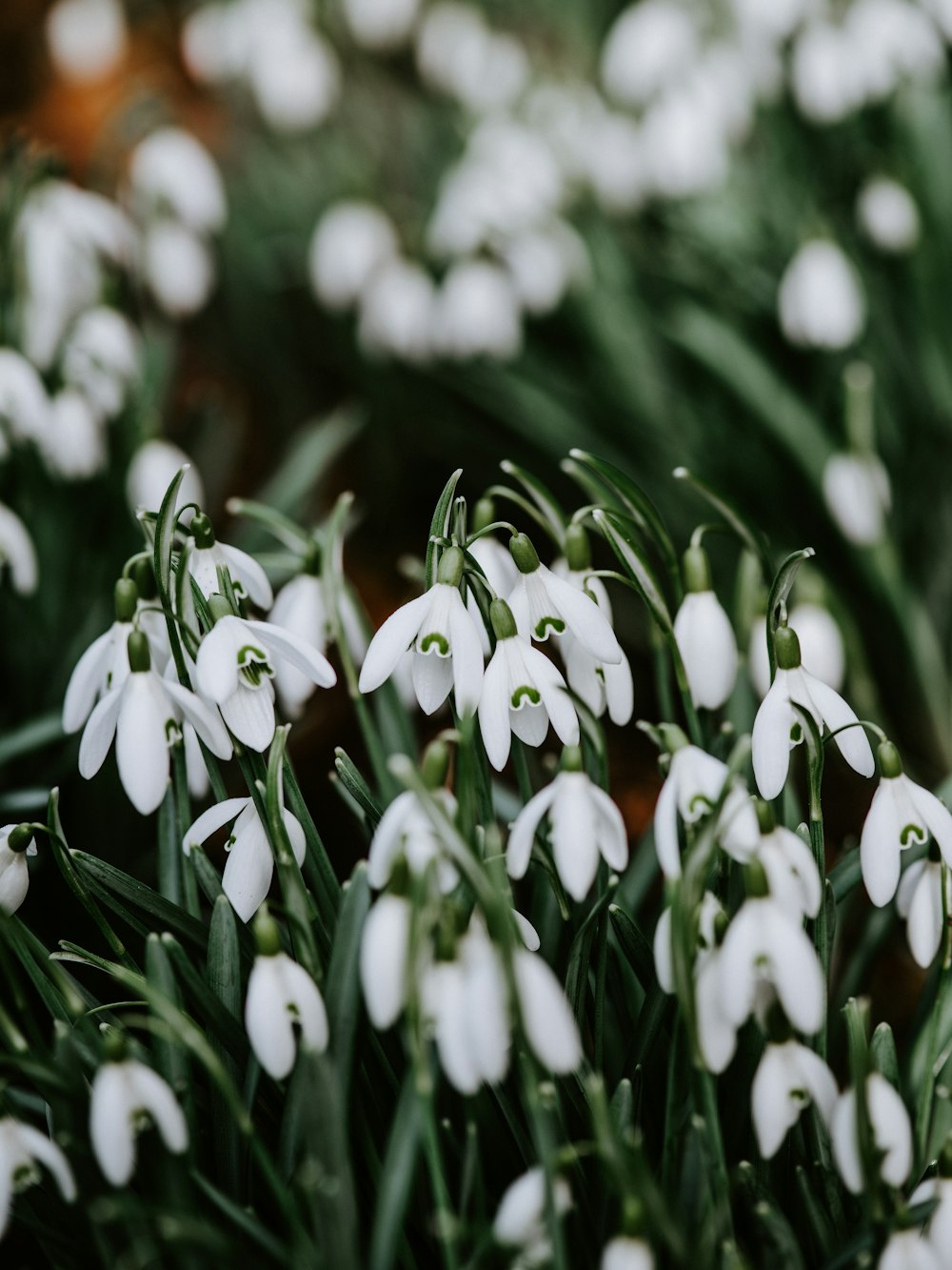 shallow focus photo of snowdrop plants