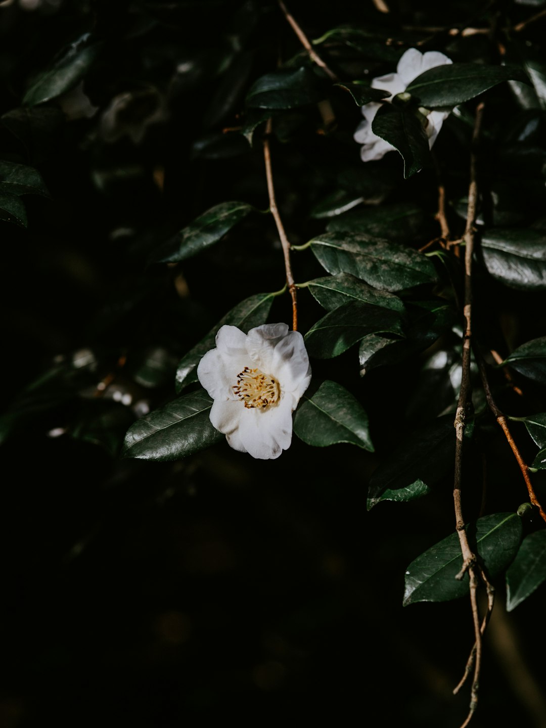 selective focus photography of white camellia flower