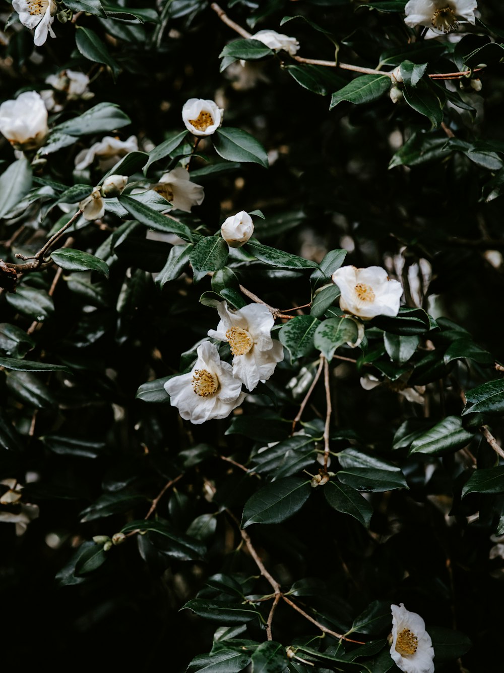 white flowers and green leaf