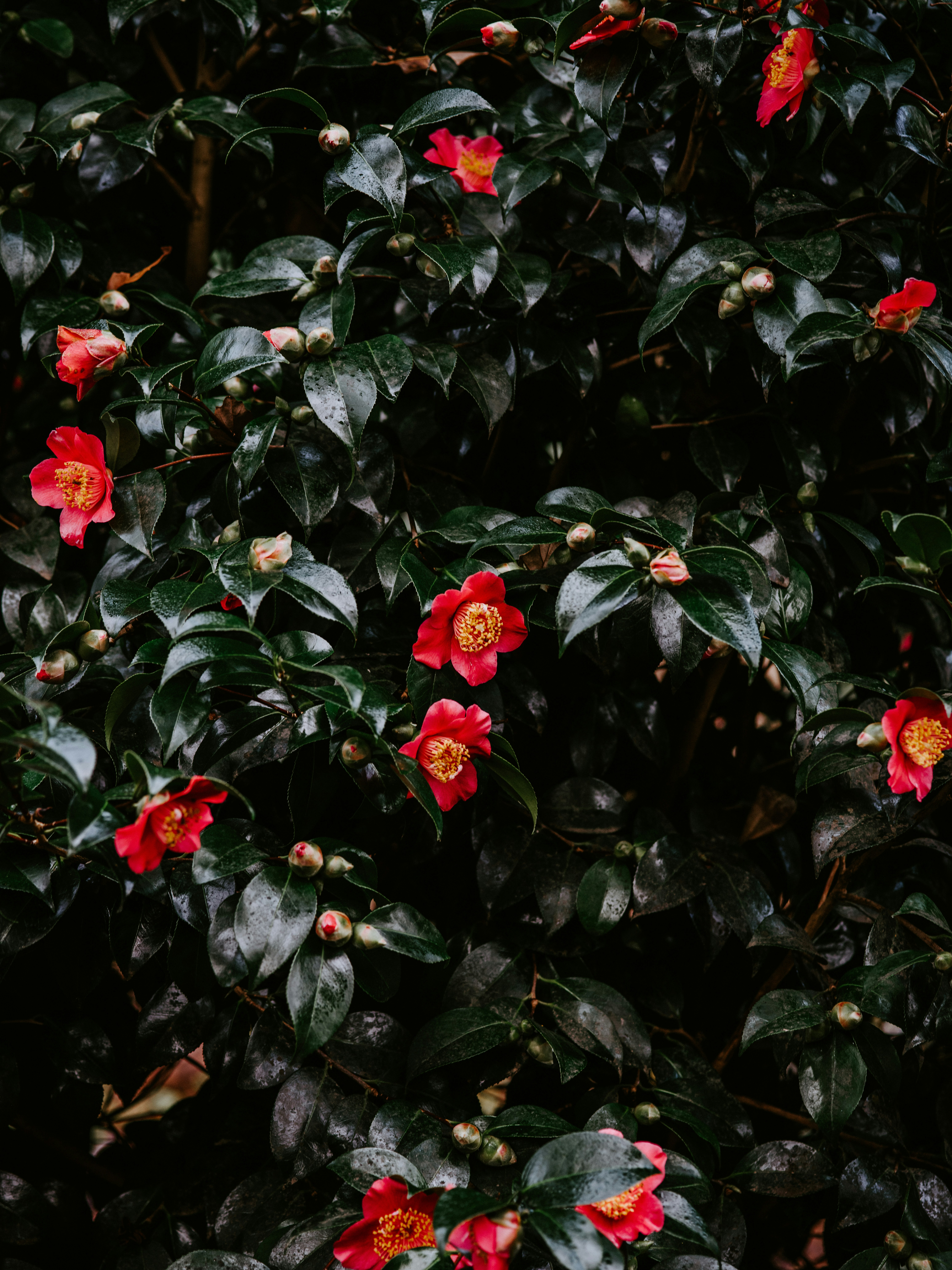 Photo by anniespratt