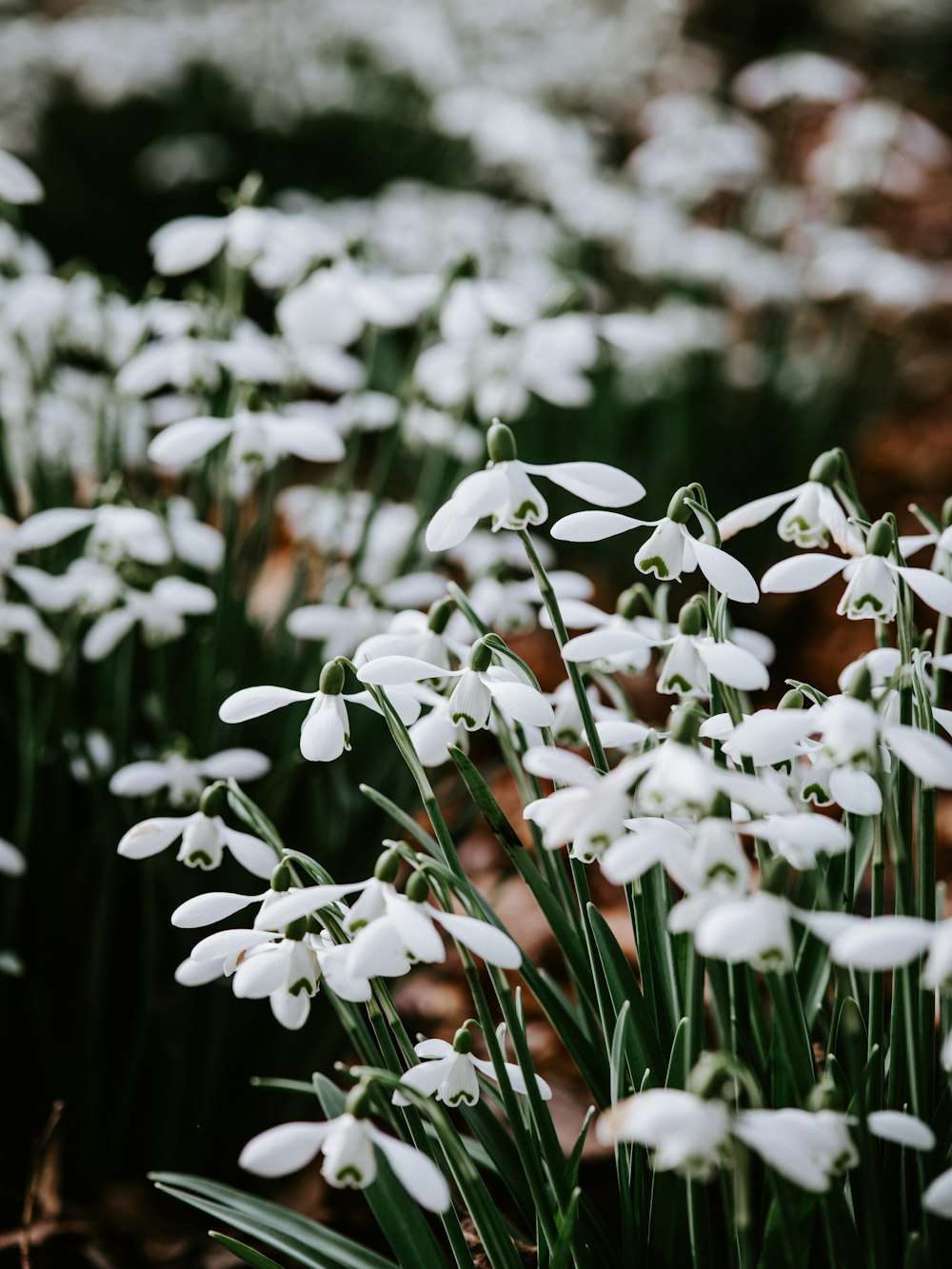 white petaled flowers