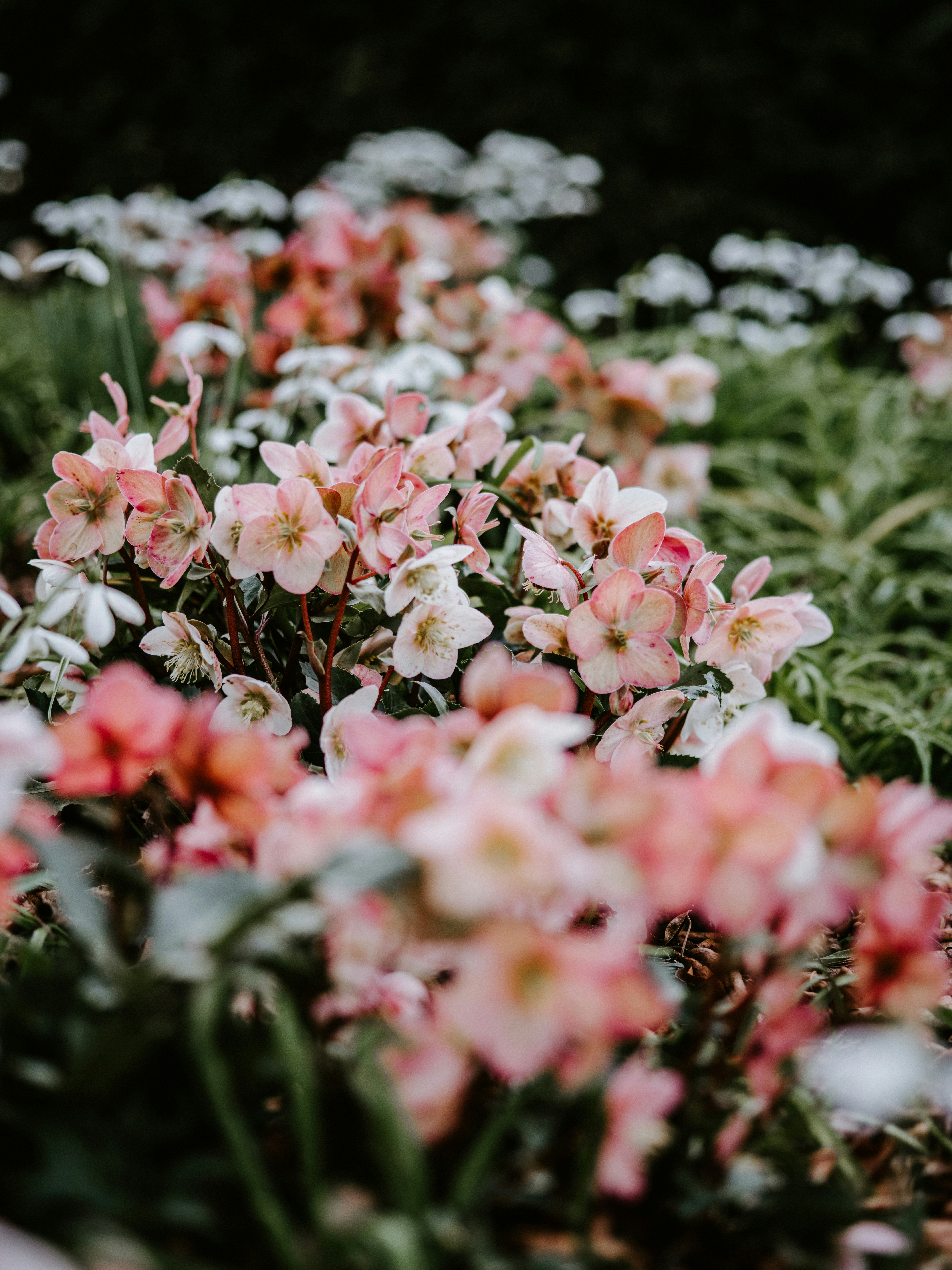 Succession Planting in September — What's Worth Sowing Now