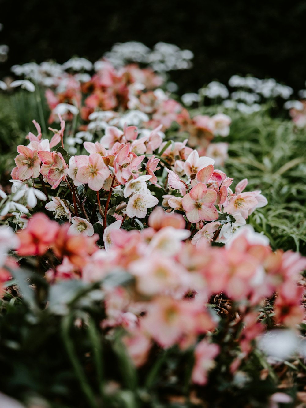 Fotografía de enfoque selectivo de flores de pétalos blancos y rosas