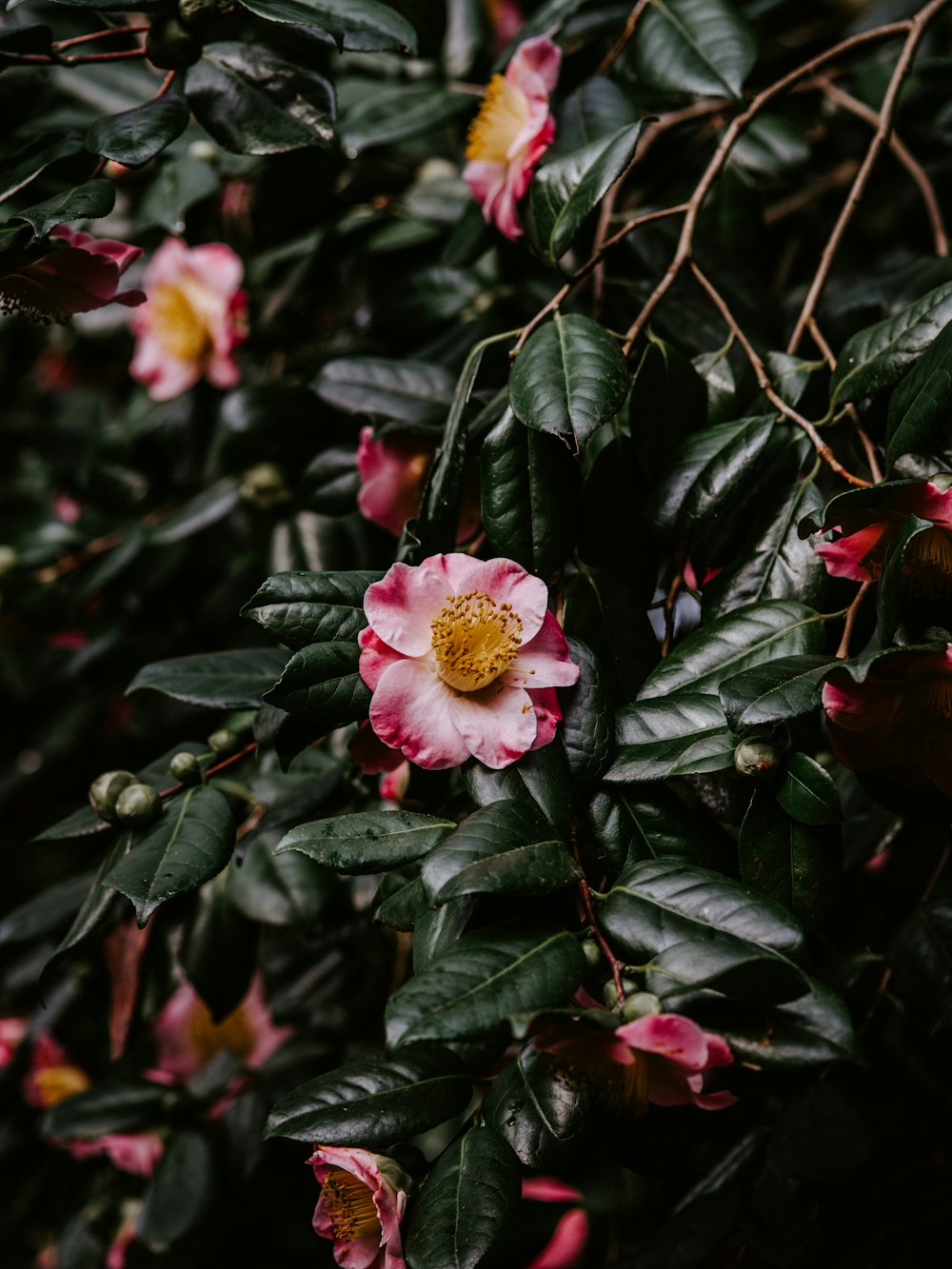 pink-petaled flower