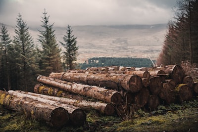 cut wood log lot wood teams background