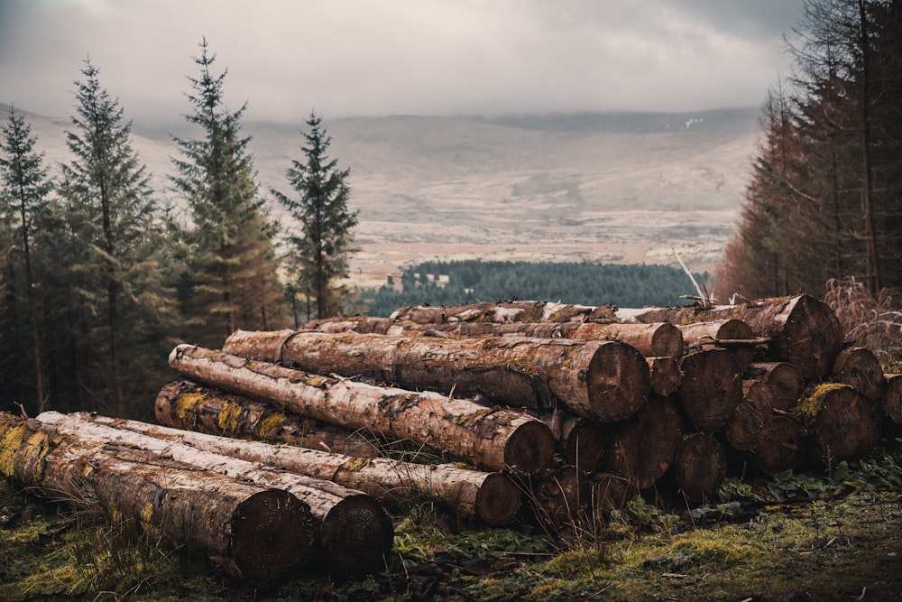 cut wood log lot