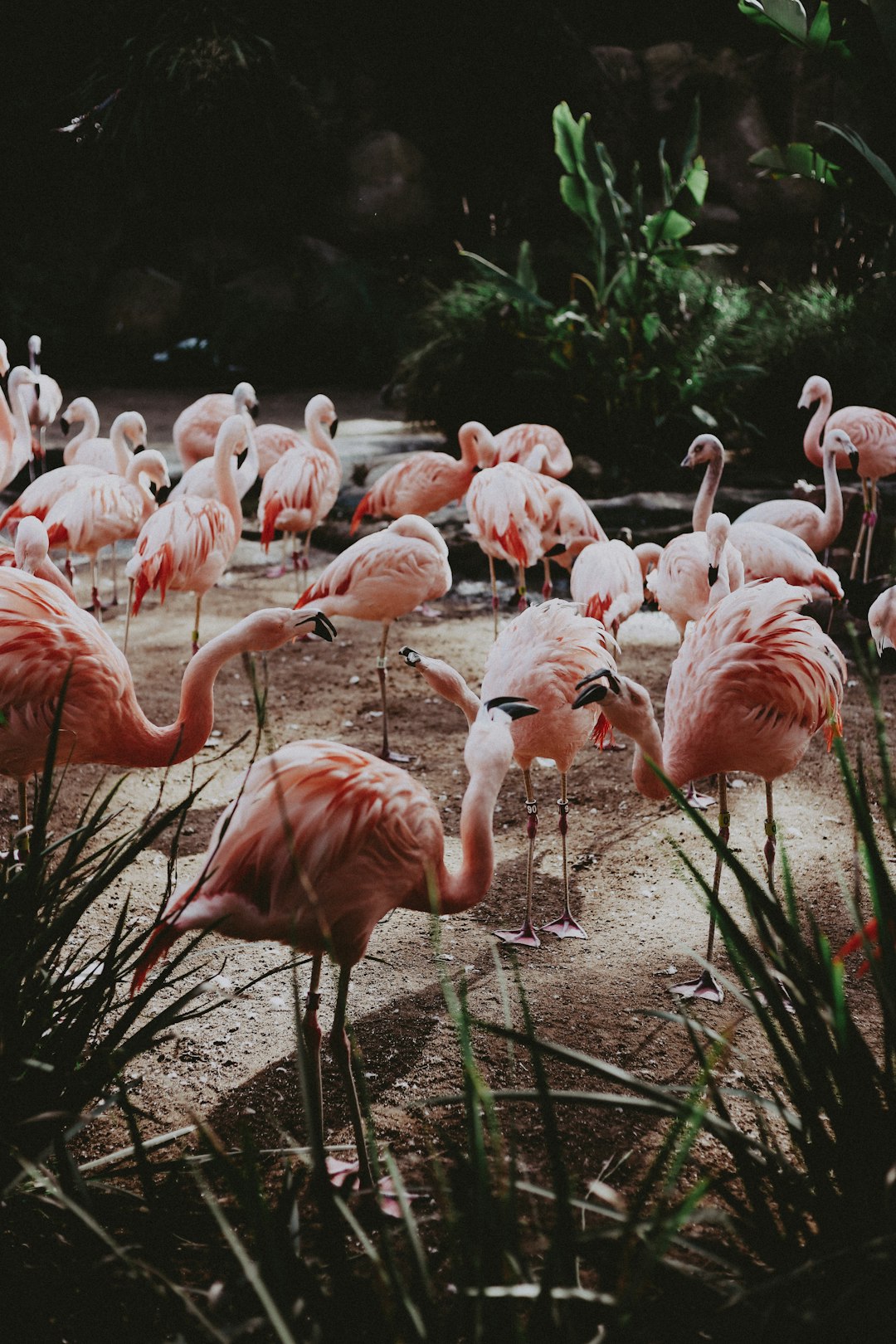 flock of pink flamingo