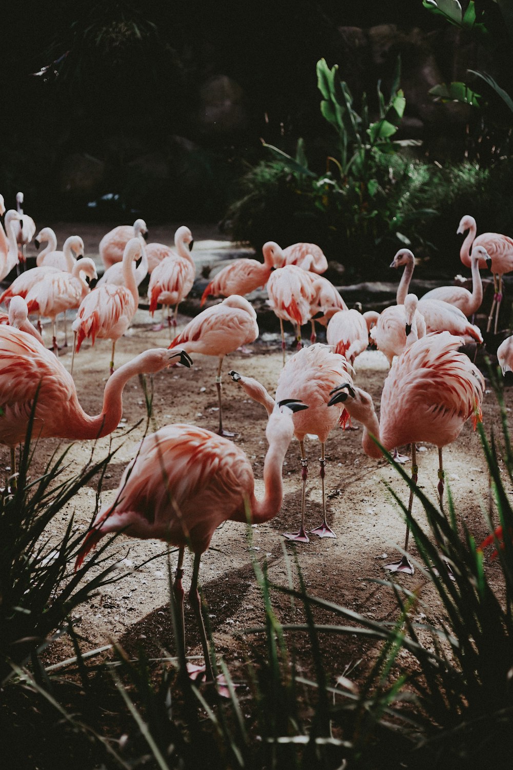 flock of pink flamingo