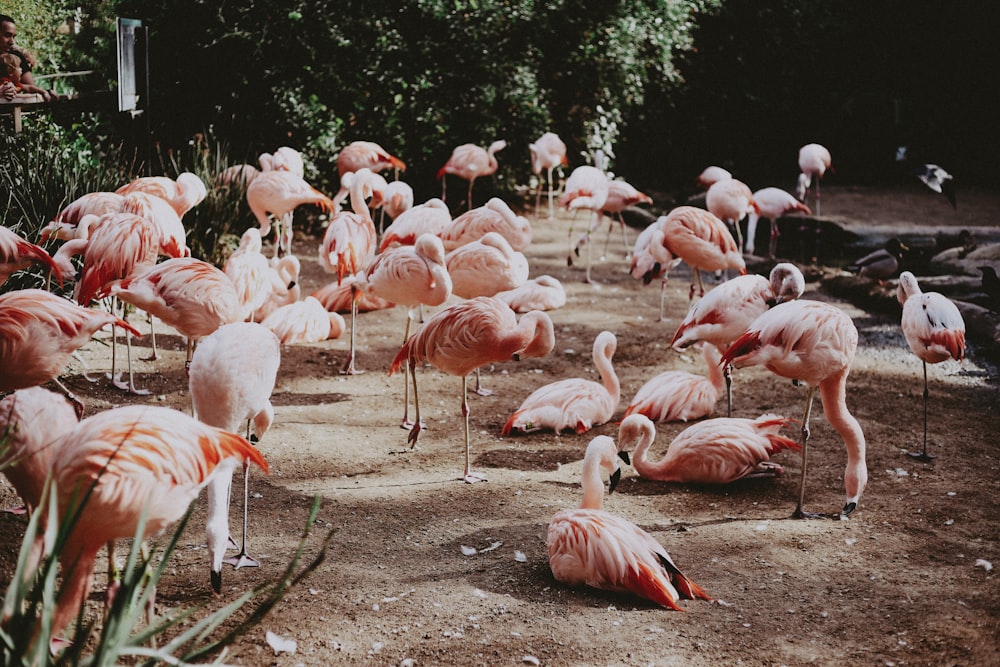 pink birds on park