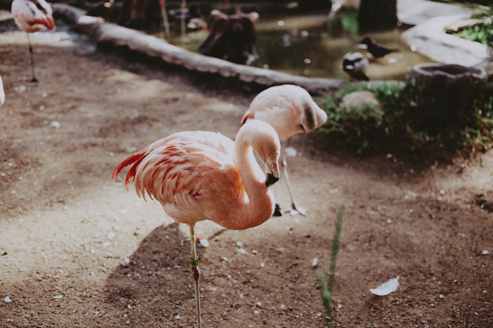 flamingo on field