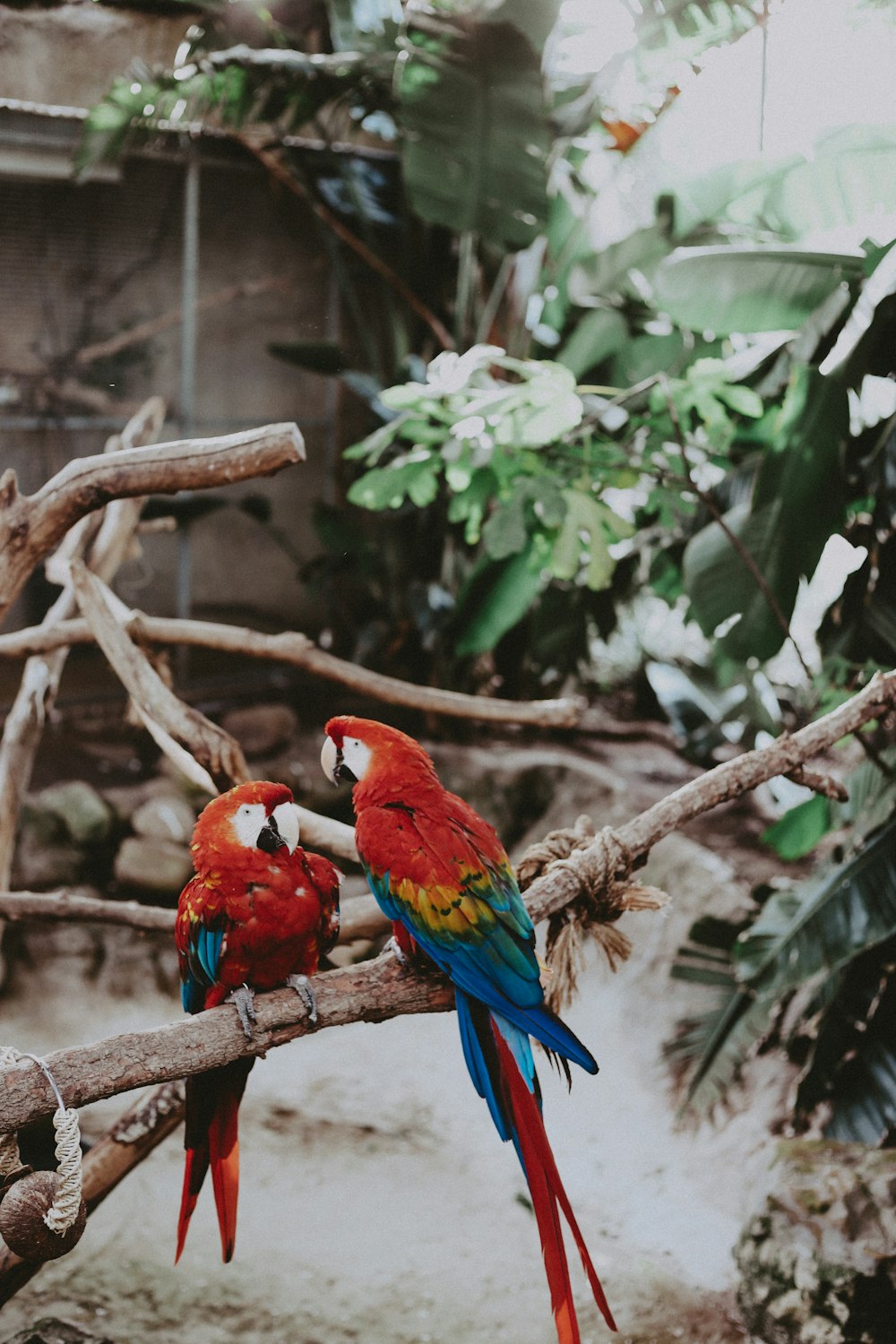 2羽のマカオインコ