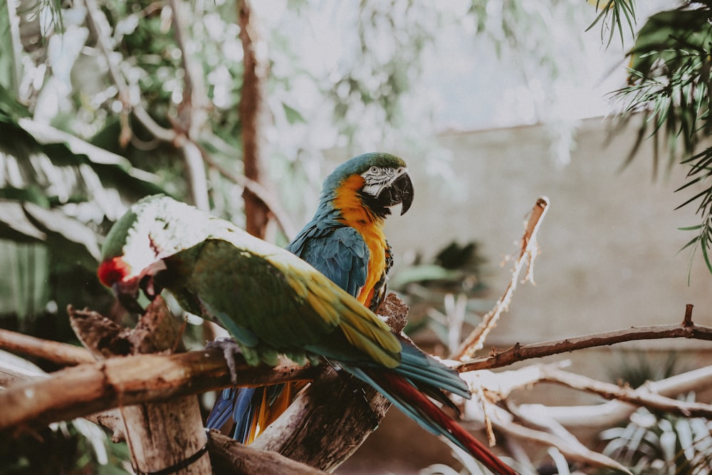 Blue Macaw near green and blue bird