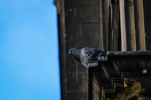 low angle photography of rock dove perching on column