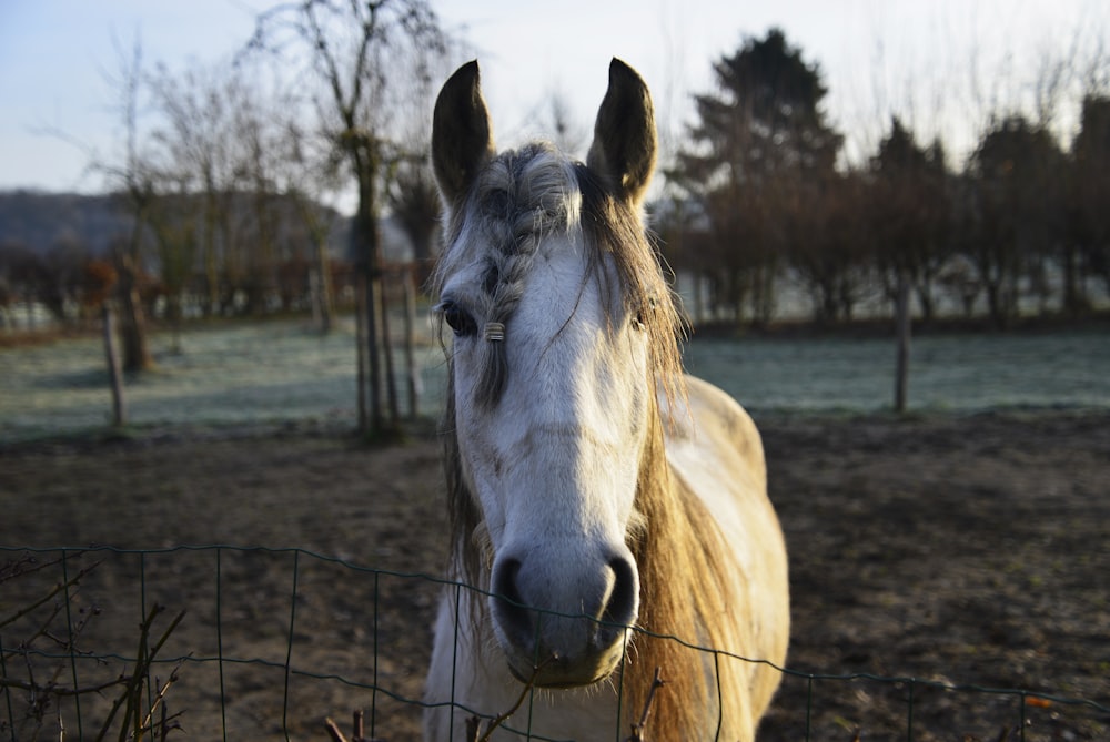 closeup photo of white and brown horse and trees during daytime