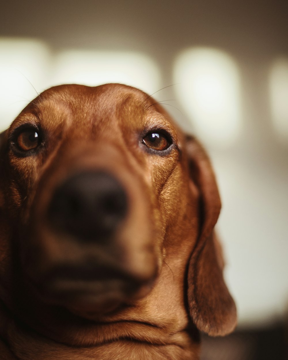 close-up photography of short-coated brown dog