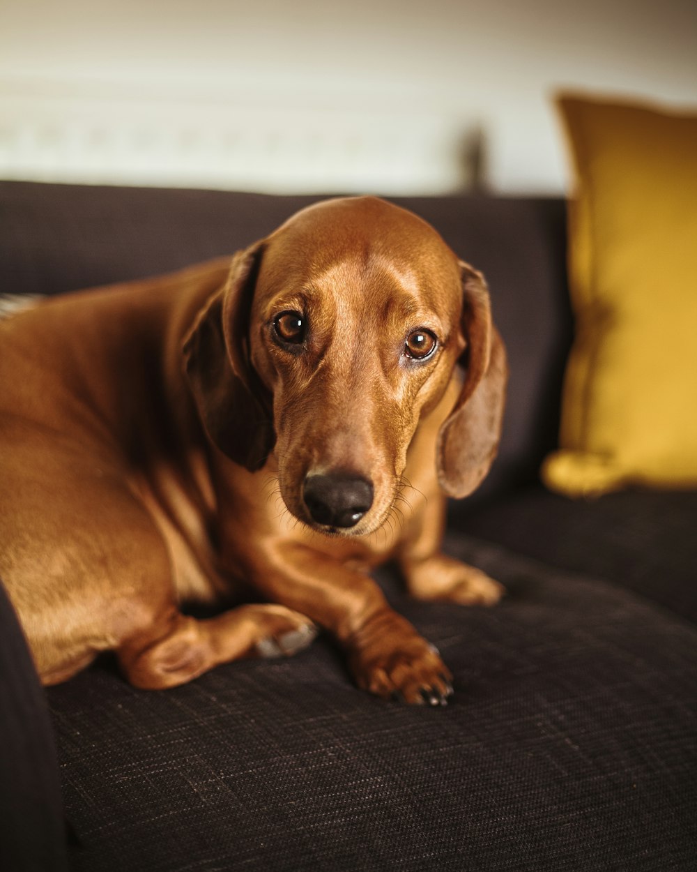 chocolate duschound dog