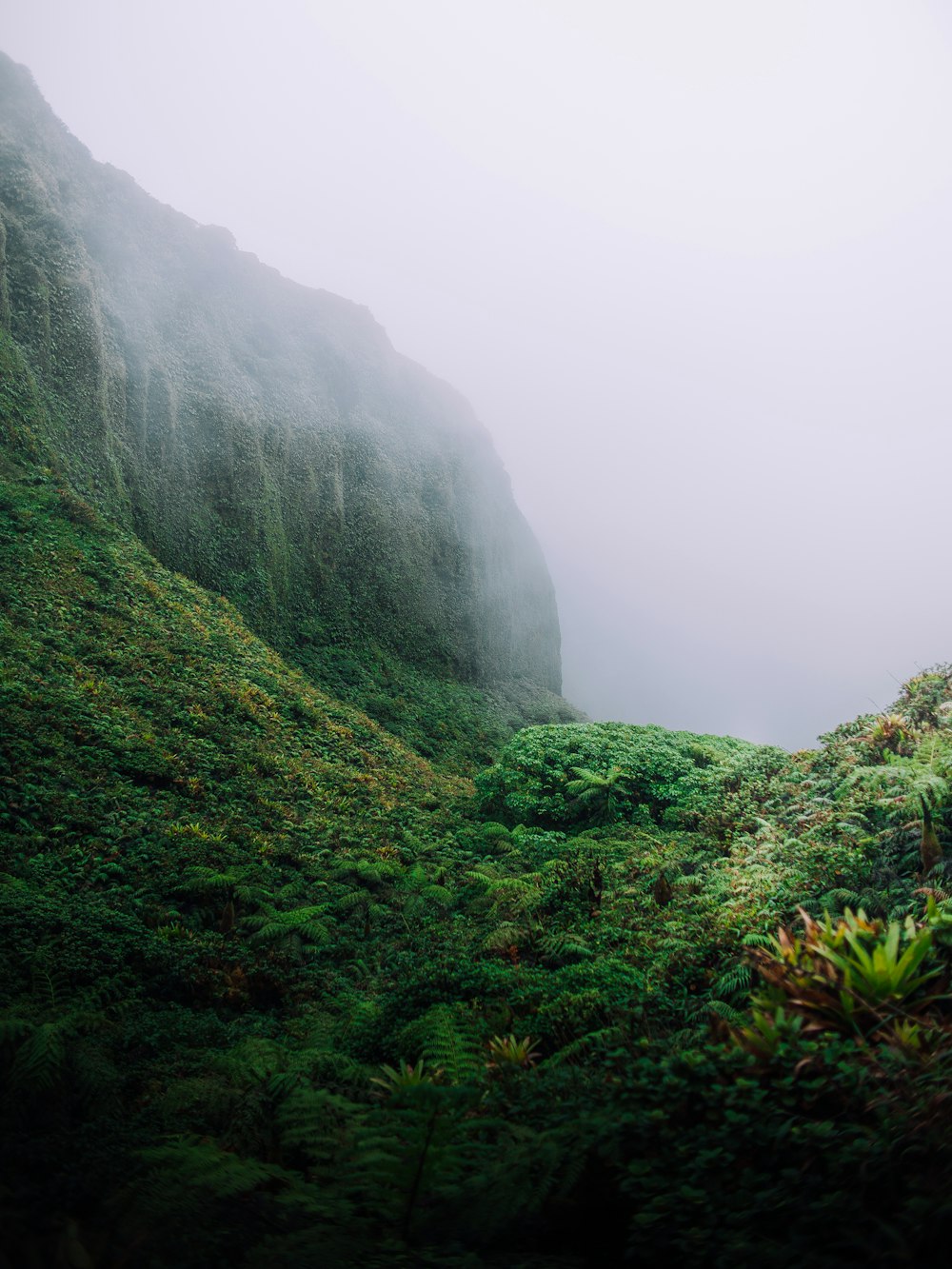 green leaf trees on mountain