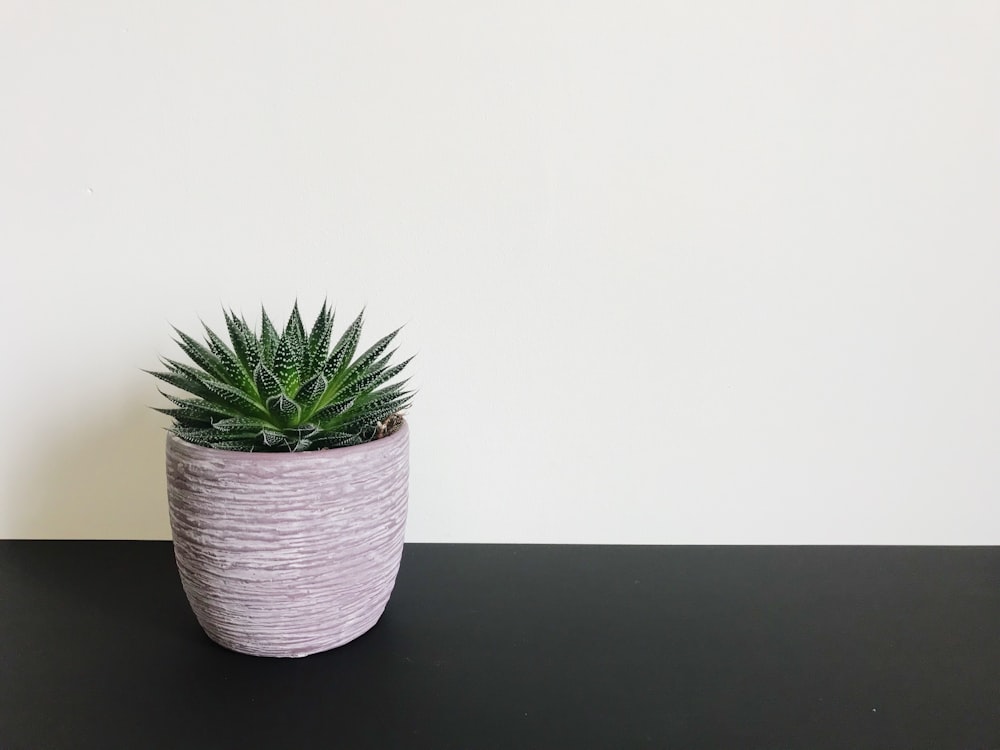 aloe vera plant in pot