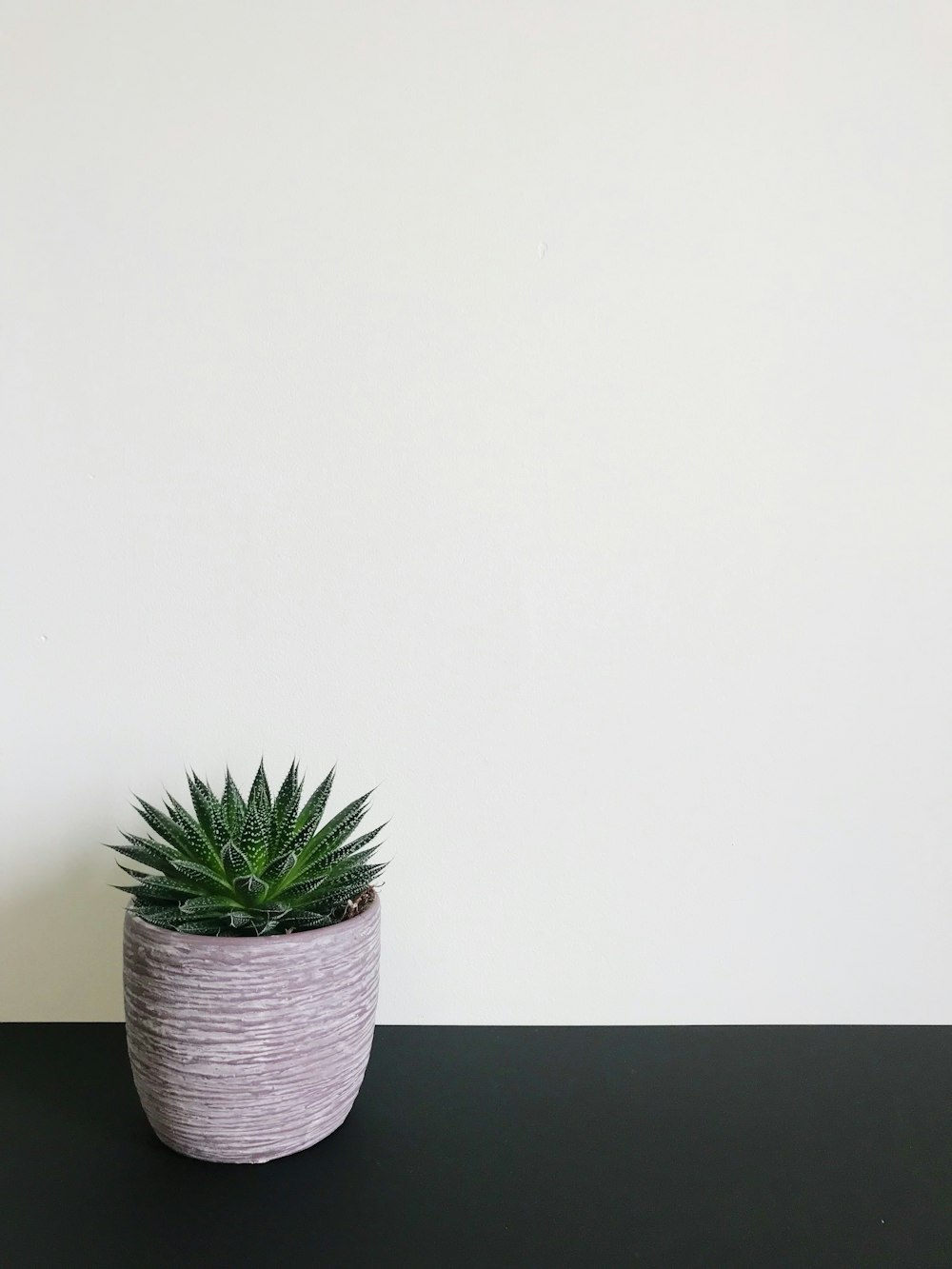 green snake plant