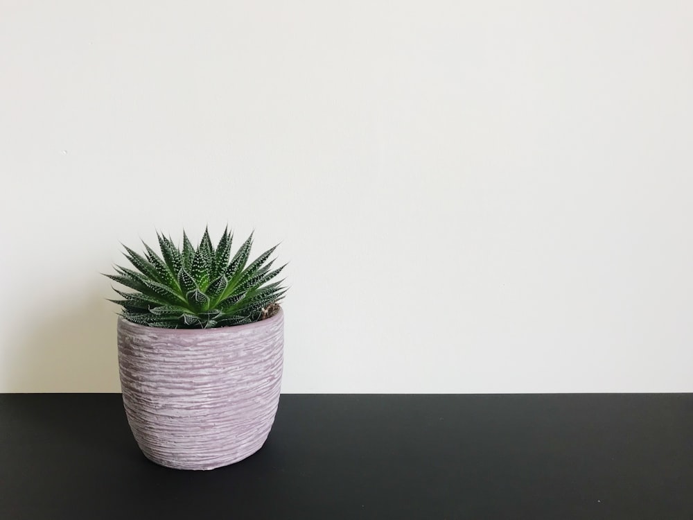 brown pot with green aloe vera by wall