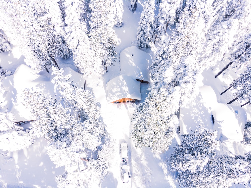 雪に覆われた木々の空中写真