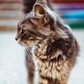 selective focus photography of short-fur black cat