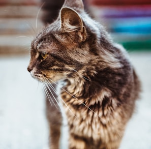 selective focus photography of short-fur black cat