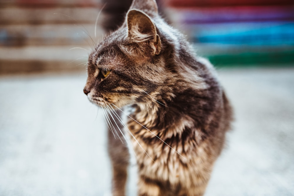 selective focus photography of short-fur black cat