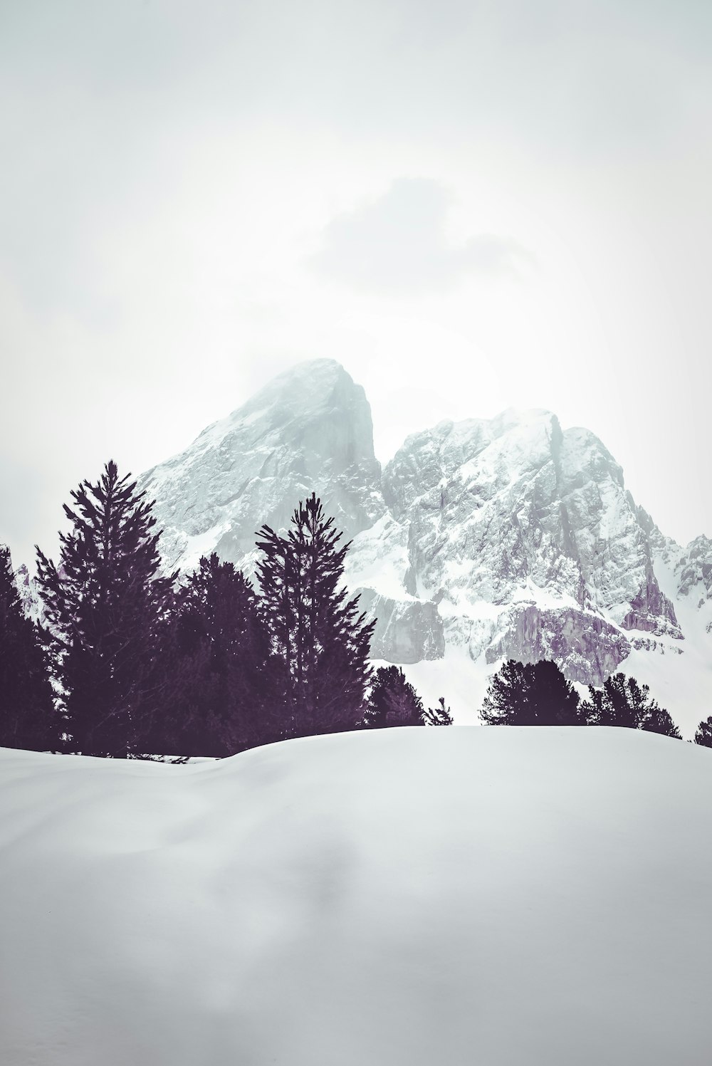 trees near snow covered mountains landscape photography