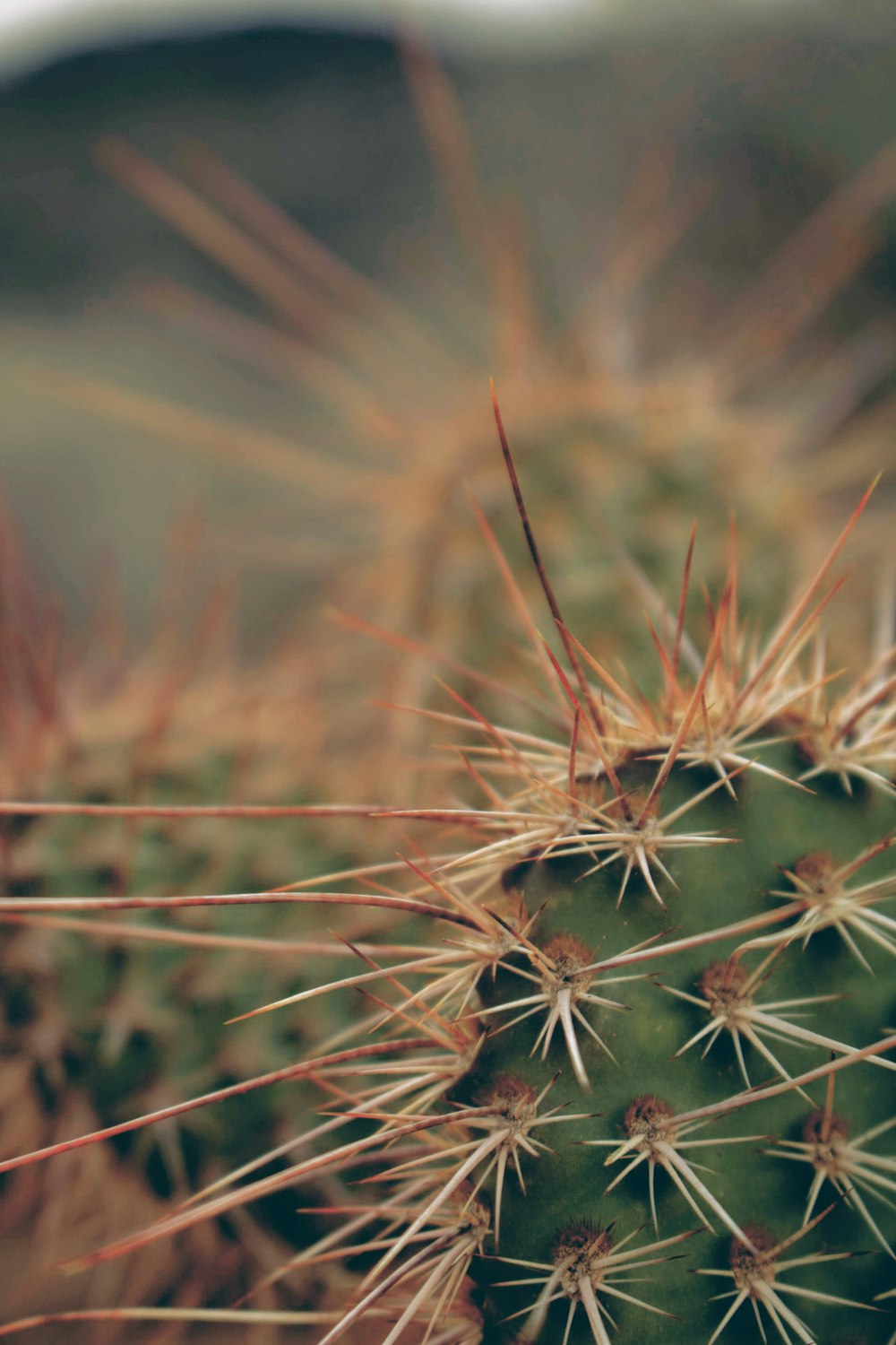 closeup photo of green cactus