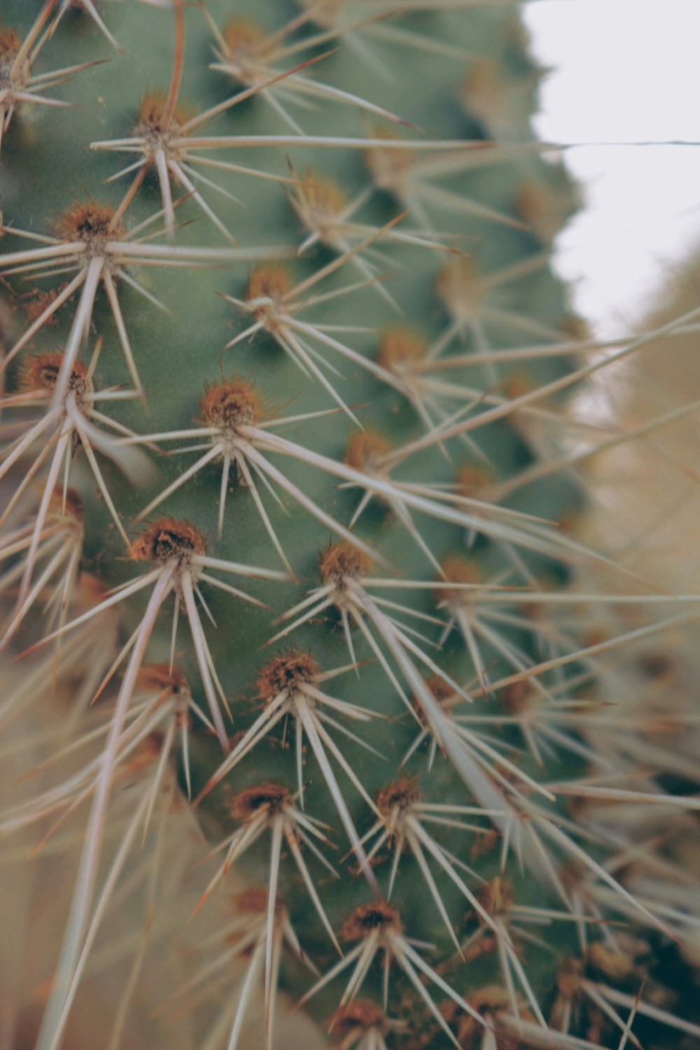 green cactus showing torns