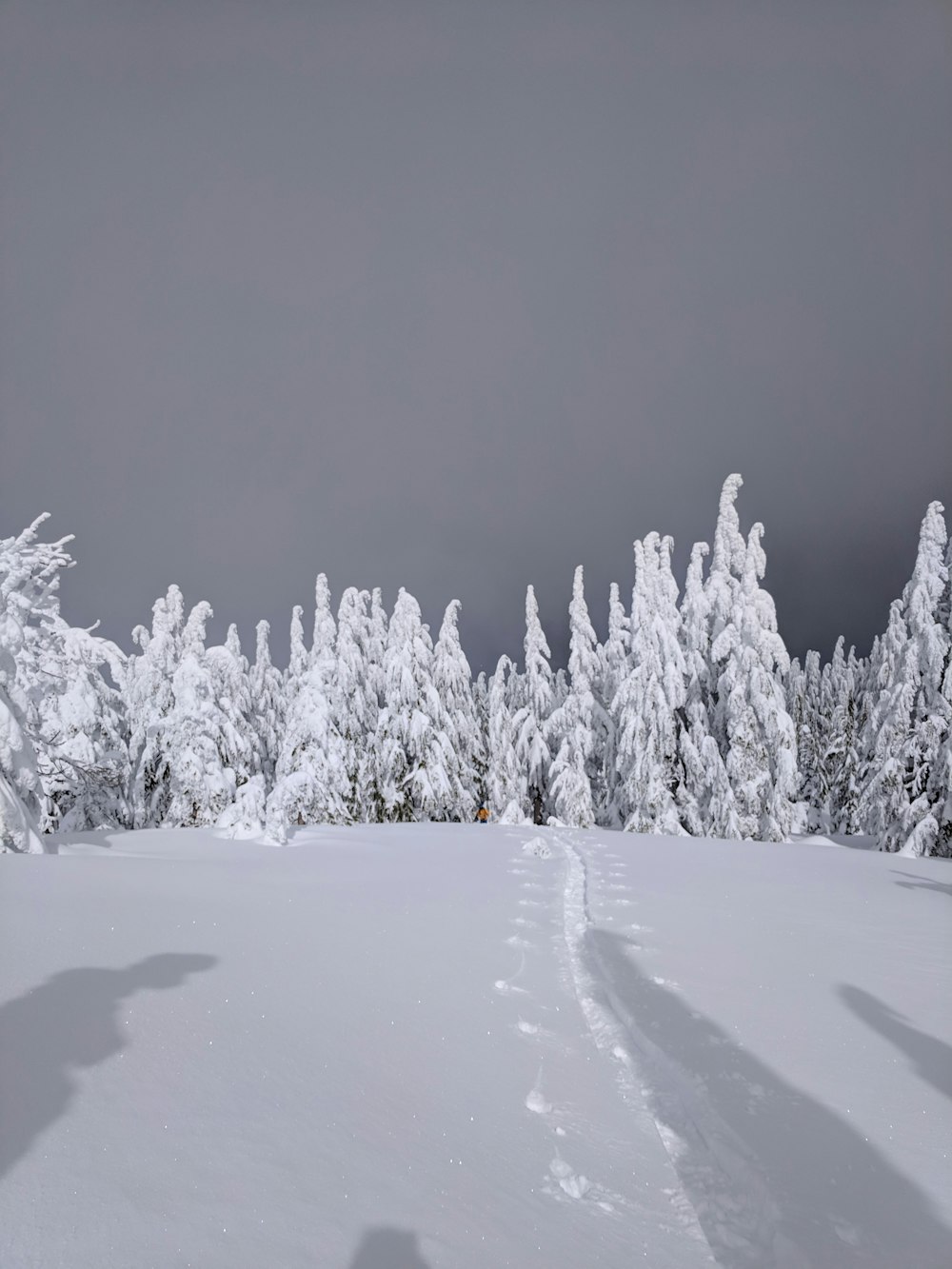 white fields across white trees