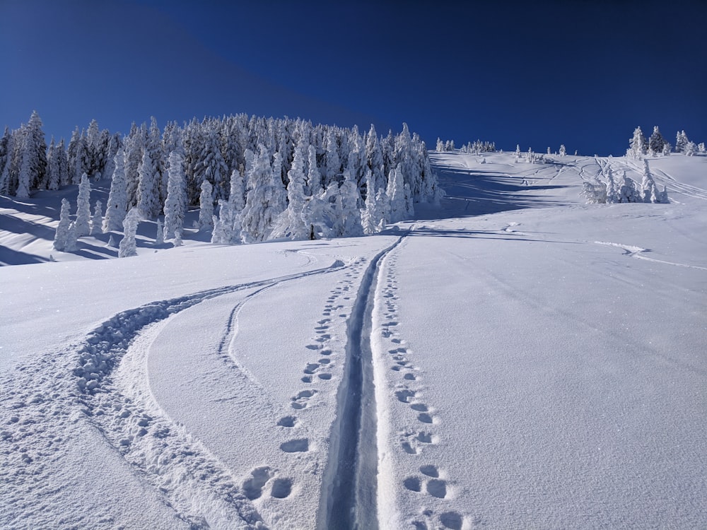 snow covered pine trees